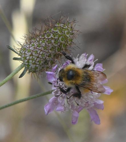 Réf. 234 009 : Bombus pascuorum intermedius